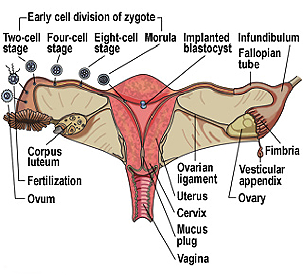 fertilization.jpg